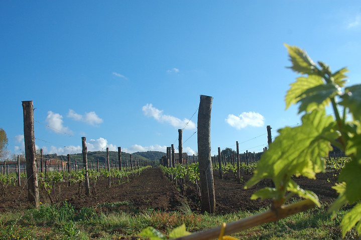 060417-030.jpg - A vineyard close to  Palmi 