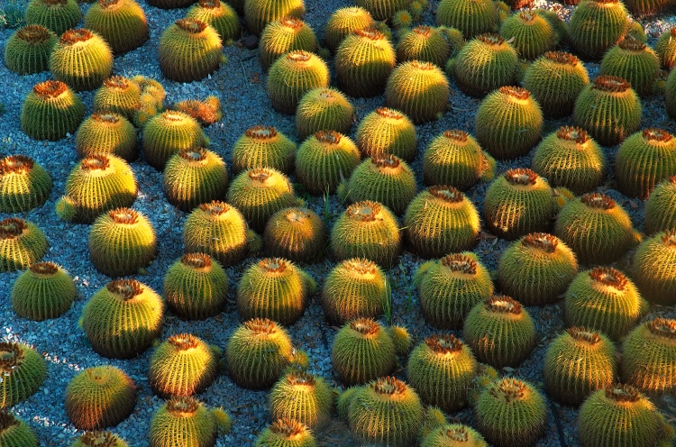 060831-183.jpg - (c)S.Dziembowski www.dziembowski.net