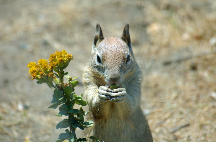 060831-295.jpg - (c)S.Dziembowski www.dziembowski.net